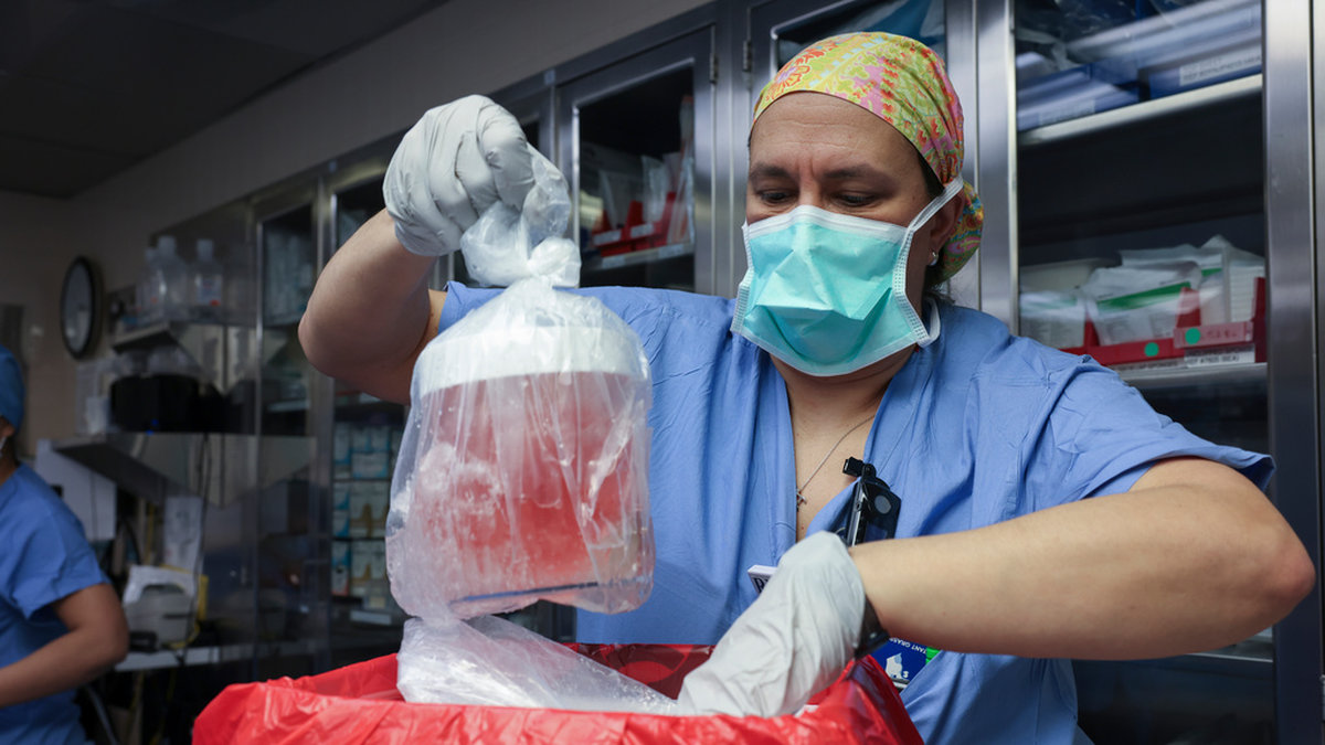 Melissa Mattola-Kiatos, sjuksköterska på Massachussetts General Hospital i Boston, USA, tar fram njure för transplantation.