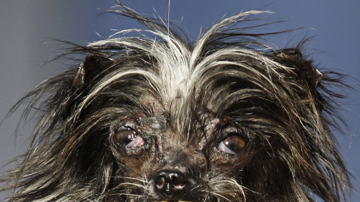 Fulingen Peanut, stolt innehavare av titeln Världens fulaste hund 2014. Arkivbild.