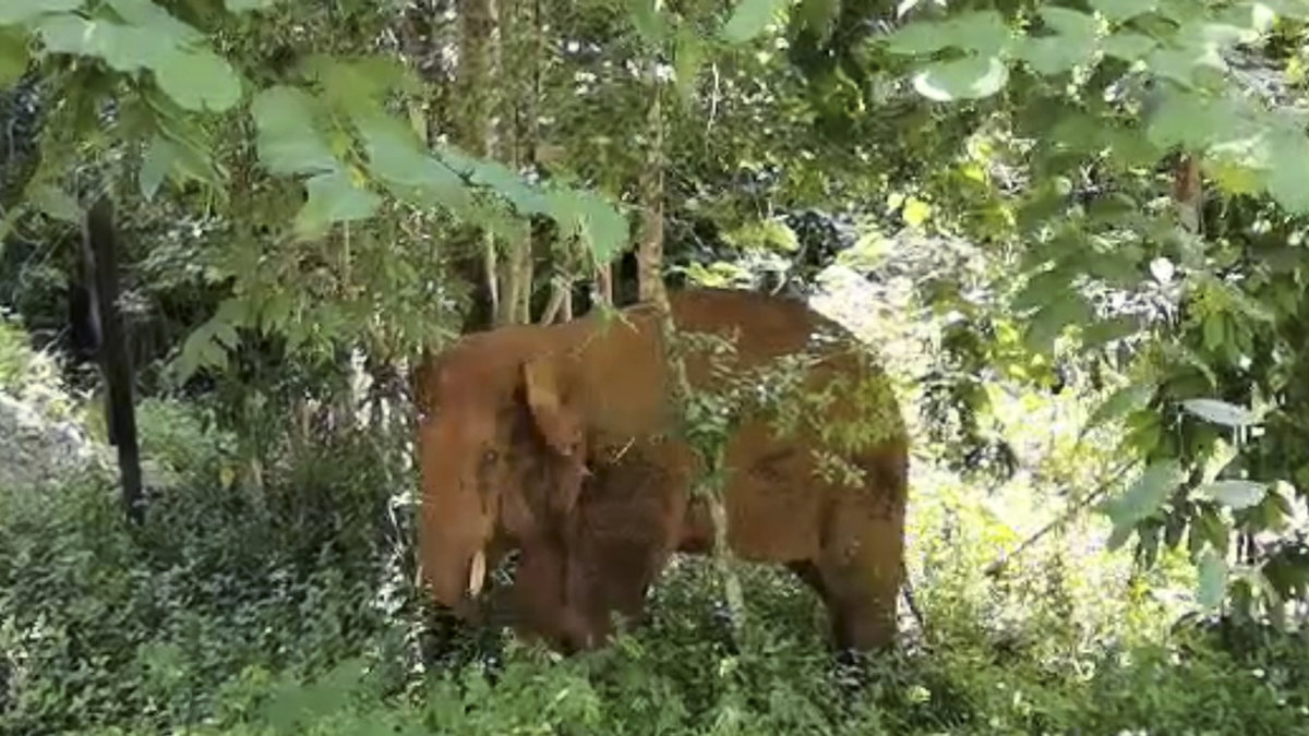 En vild elefant upptäckte 2,8 kilo opium i Yunnan i Kina. Här är en annan asiatisk elefant som fångades på bild i samma provins. Arkivbild.