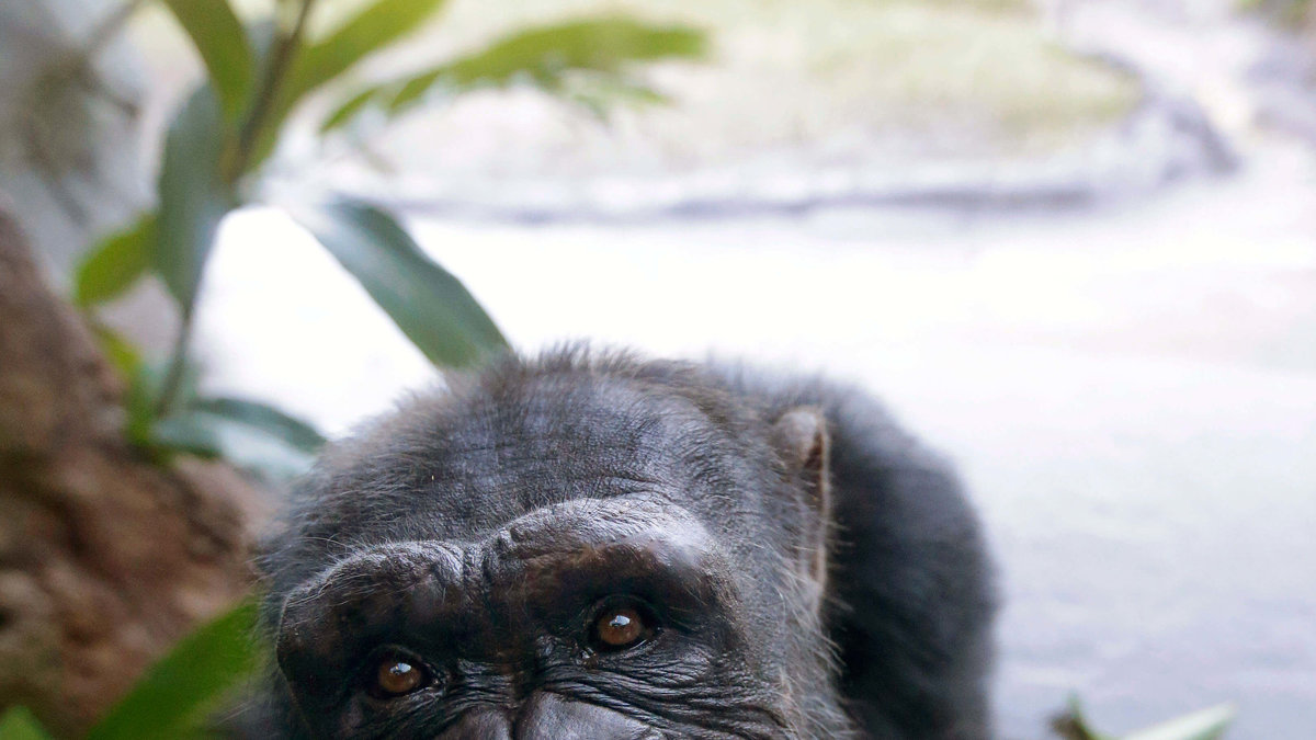 50 schimpanser kommer att pensioneras. 