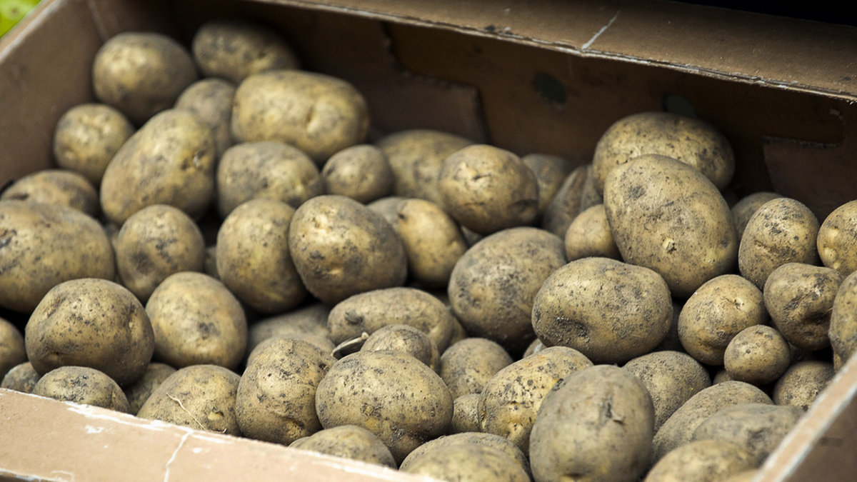 Årets potatisskörd var större än fjolårets. Arkivbild.