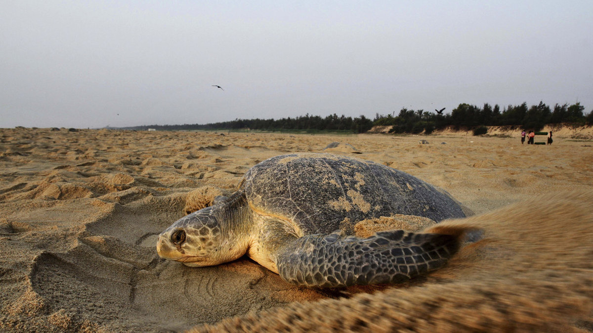 Sydlig bastardsköldpadda. Detta exemplar är dock från Indien. Arkivbild.