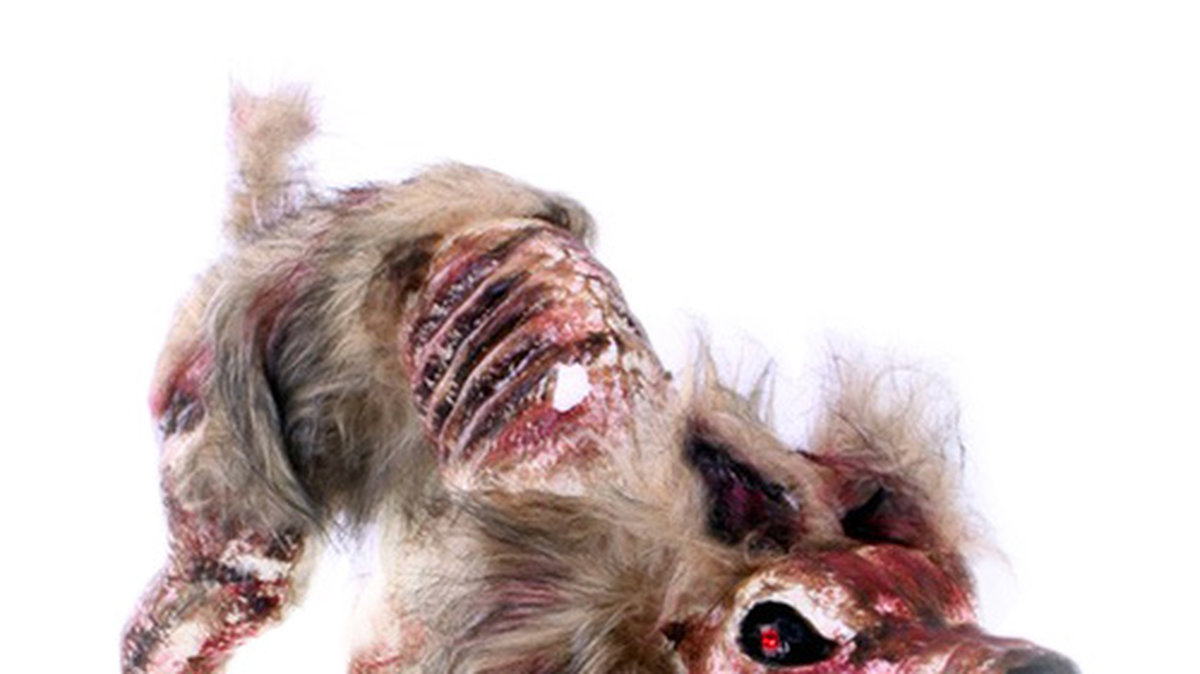 Har du inget husdjur? Misströsta inte. Med den här läbbiga zombiehunden som gåkompis kommer du skrämma slag på hela kvarteret. <a href='http://clk.tradedoubler.com/click?p(253505)a(2862979)g(22071518)url(https://www.partykungen.se/zombie-hund-prop.html)' title='Läskigaste hunden köper du här.' target='_blank'>Läskigaste hunden köper du här.</a>