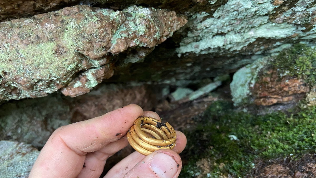 En 1 500 år gammal guldring – 43 gram tung – har hittats i de bohuslänska skogarna.